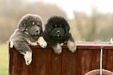 DOGUE DU TIBET 694